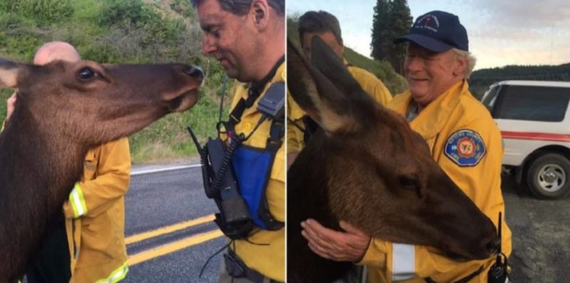 Un elan trouve la façon la plus douce de remercier les pompiers d’avoir éteint un incendie de forêt