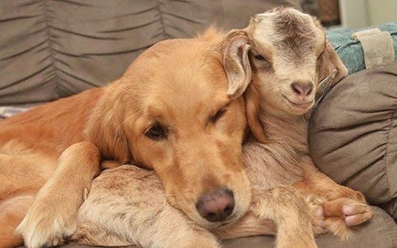 Un golden retriever tombe amoureux de quatre petites chèvres et devient leur mère adoptive