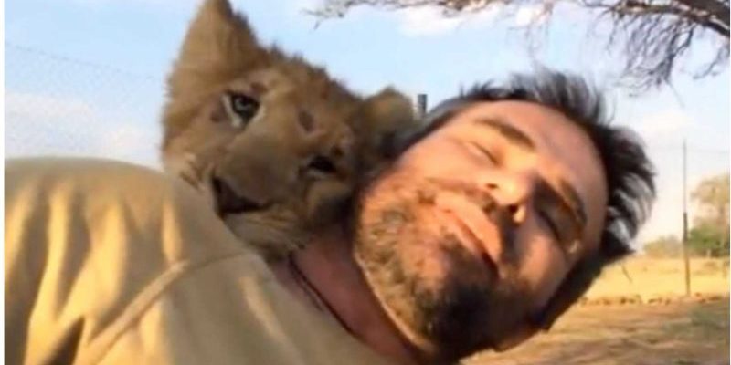 L’homme qui a sauvé deux lionceaux il y a sept ans revient et les rencontre face à face