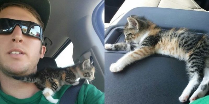 Un chauffeur de camion a sauvé un chaton errant et il s’est endormi dès qu’il a réalisé qu’il était enfin en sécurité