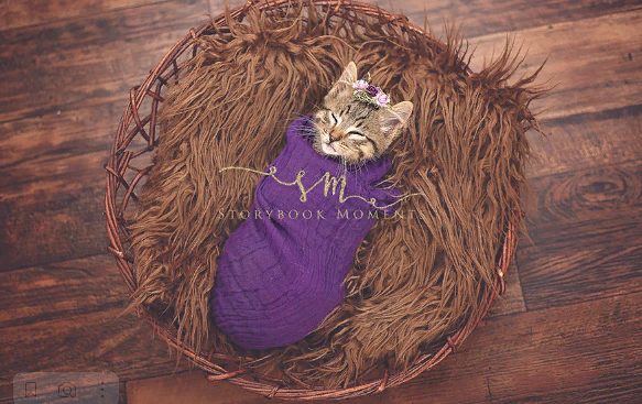 Séance photo du plus beau chaton errant nouveau-né