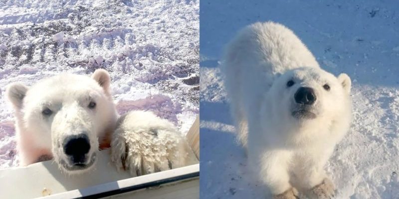 L’ours polaire orphelin adore serrer dans ses bras les travailleurs de l’Arctique qui lui ont sauvé la vie