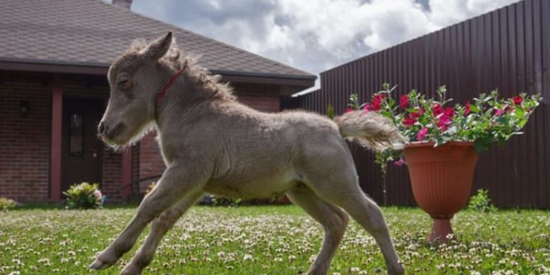 Incroyable mais le plus petit cheval du monde réel