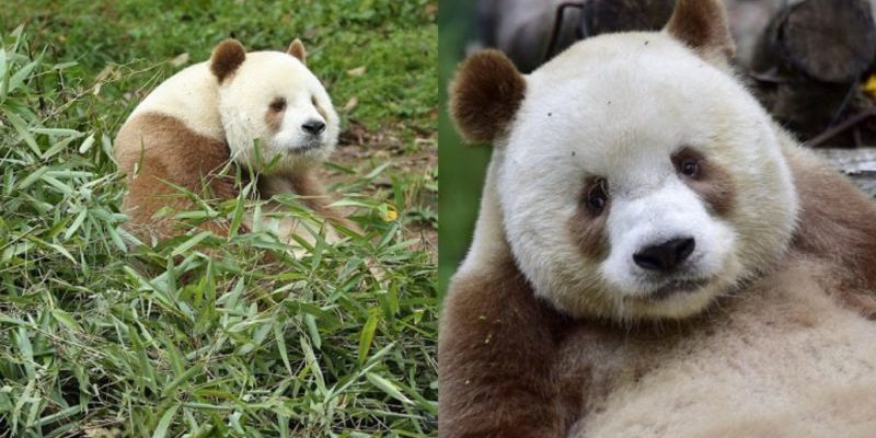 C’est le seul panda brun au monde qui vit paisiblement dans sa vallée des pandas