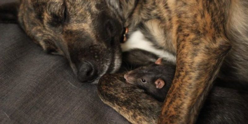 Un chien de sauvetage déprimé devient le meilleur ami d’un rat