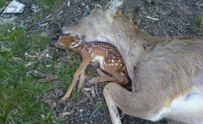 Le cerf s’est allongé à côté du corps de sa mère, décédée dans un accident de voiture, ne voulant pas la quitter