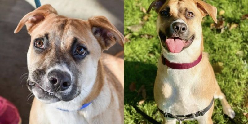 Un beau chien avec un sourire ironique attend sa famille éternelle après que les anciens propriétaires l’ont ramené au refuge