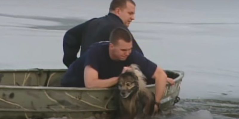 De courageux pompiers sauvent un chien âgé qui est tombé dans un étang glacé