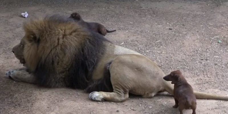 Teckel prenant soin d’un lion handicapé de 500 kg