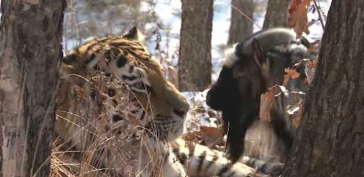 La chèvre a été laissée dans une cage à tigre pour manger, mais ils sont ensuite devenus amis