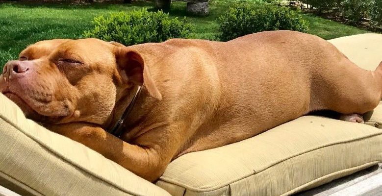 Chien qui a passé plus de 9 ans dans une zone fermée a finalement trouvé un foyer heureux