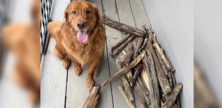 L’adorable chien pose fièrement à côté de son énorme collection de bâtons