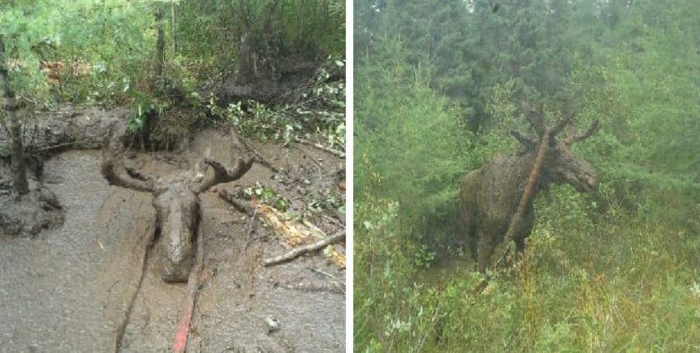 Un homme de 70 ans a sauvé un orignal presque enterré dans un profond trou de boue