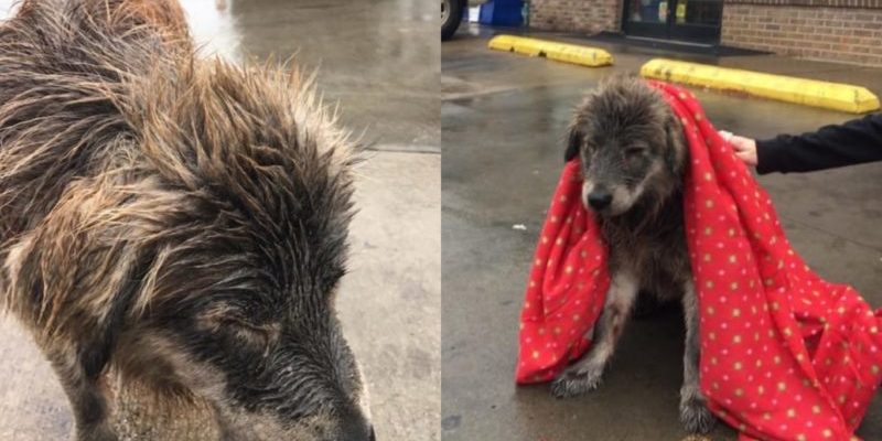 Un chien mouillé refuse de quitter le parking pluvieux jusqu’à ce qu’un inconnu lui jette une couverture