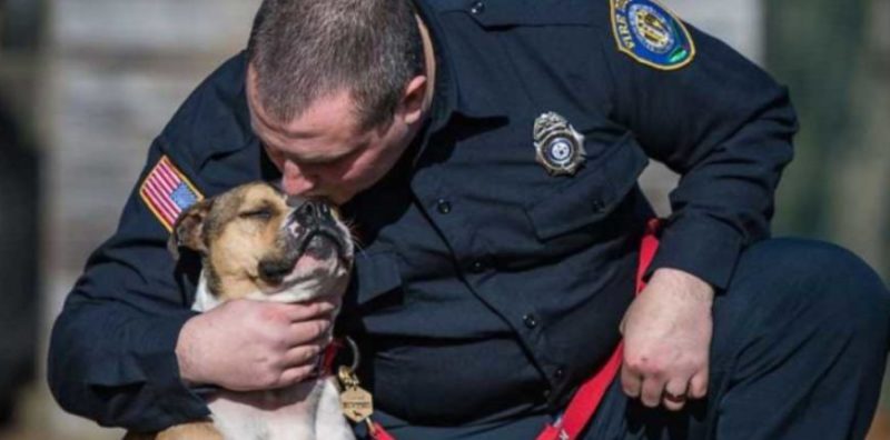 Après quelques combats illégales, le chien est devenu l’assistant du pompier