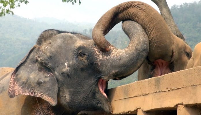 Un moment sincère où un éléphant aveugle sauvé est accueilli avec joie par le troupeau dans le sanctuaire