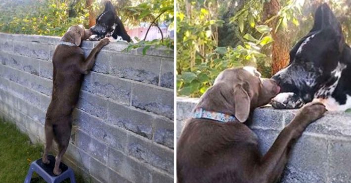 Le propriétaire du chien a donné une chaise au chiot pour qu’il puisse communiquer avec son ami à travers la clôture