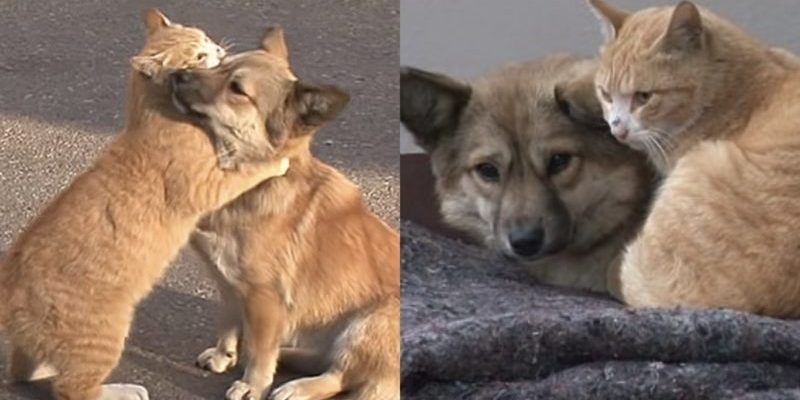 Un chat errant a égayé un chien abandonné qui attendait le retour des propriétaires