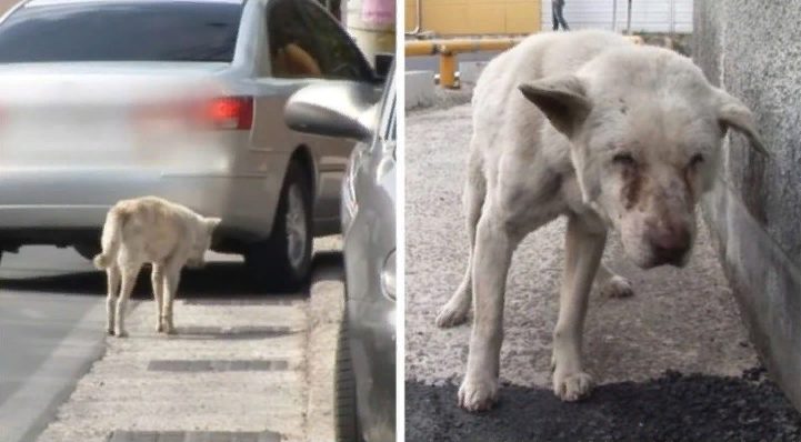 Pendant plusieurs années, le chien a fouillé les rues de la ville à la recherche de sa propriétaire, ne se doutant pas qu’elle était morte