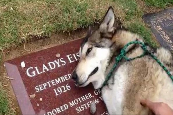 Un chien-loup pleure la perte de sa grand-mère humaine