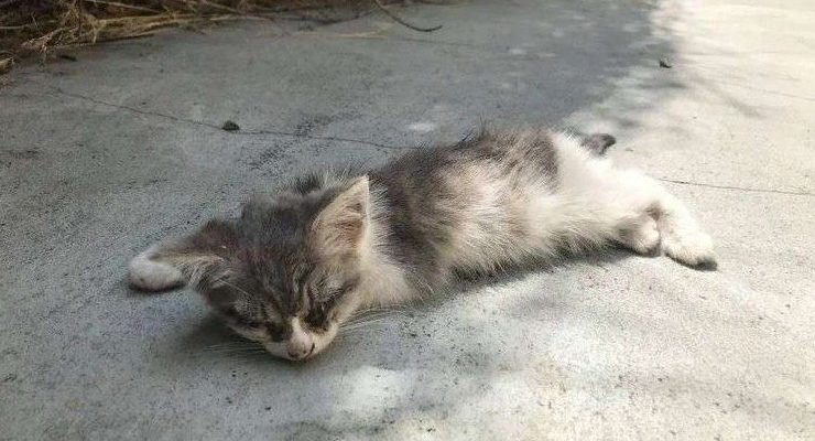 Une jeune fille a ramassé un chaton presque aveugle dans la rue et a complètement changé sa vie