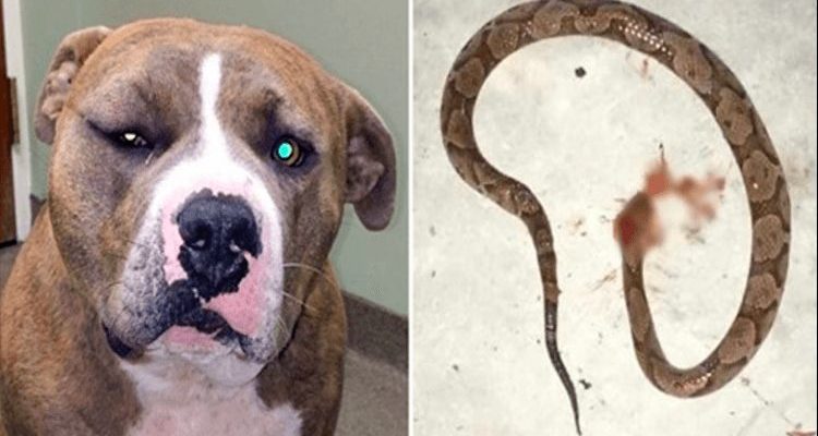 Un pit-bull dévoué s’est précipité dans la bataille pour sauver son propriétaire d’un serpent venimeux