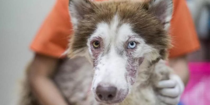 Husky abandonné par les propriétaires ne peut pas croire que quelqu’un soit venu à son secours