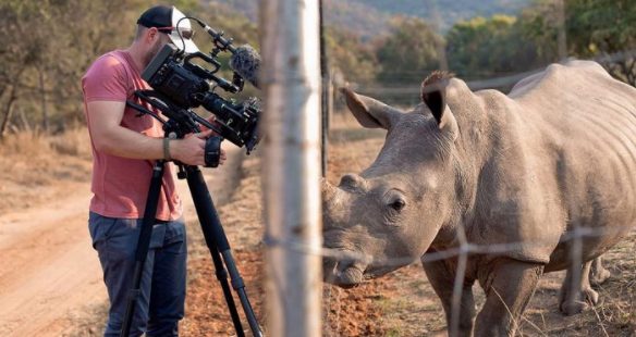 Ce rhinocéros sauvage s’est approché de l’opérateur et lui a demandé de se frotter le ventre