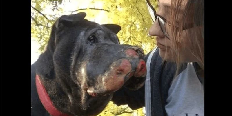Une fille sauve un « chien mourant » et il lui fait savoir qu’il est temps de lui dire « au revoir »