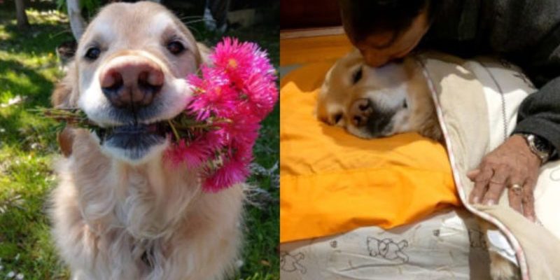 Papa qui refusait d’avoir un chien le met maintenant au lit et se frotte le ventre