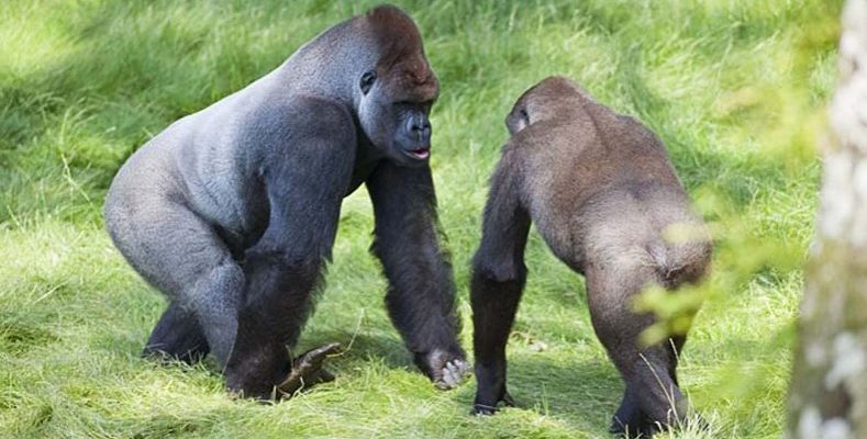 Le moment émouvant de la rencontre de deux gorilles après une séparation de trois ans