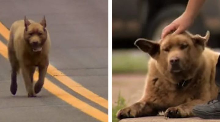 L’adorable chien court chaque jour 3 km pour saluer les habitants de la ville et devient une légende locale