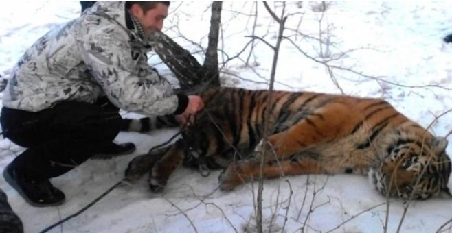 Le tigre sauvage est venu demander de l’aide pour retirer le nœud coulant de son cou