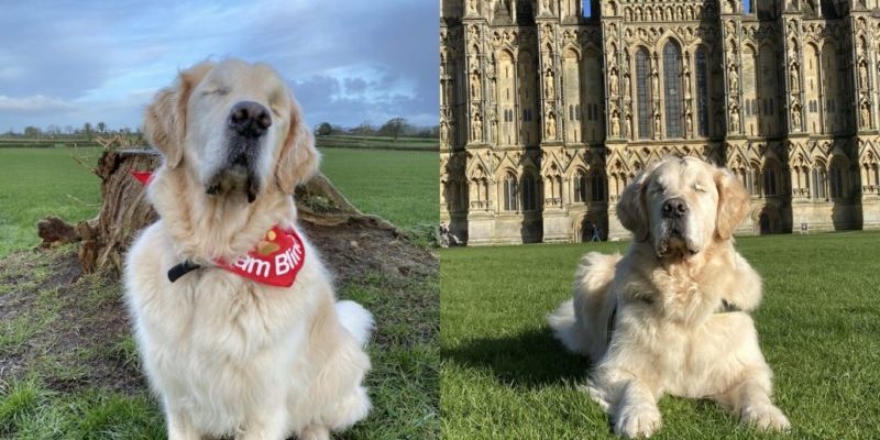 Un golden retriever aveugle est pris pour un chien-guide, mais il a un « guide humain »