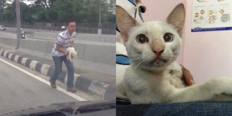 Un homme sauve un chat errant sur une autoroute très fréquentée