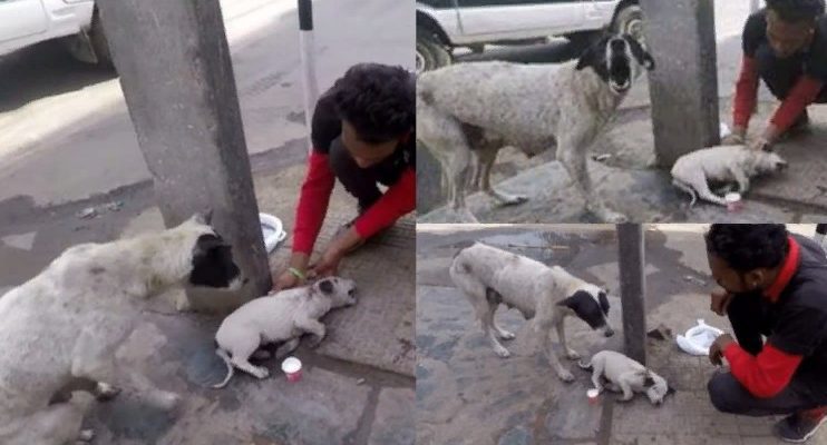 Le chien sanglotait et suppliait les gens d’aider le petit chiot malade