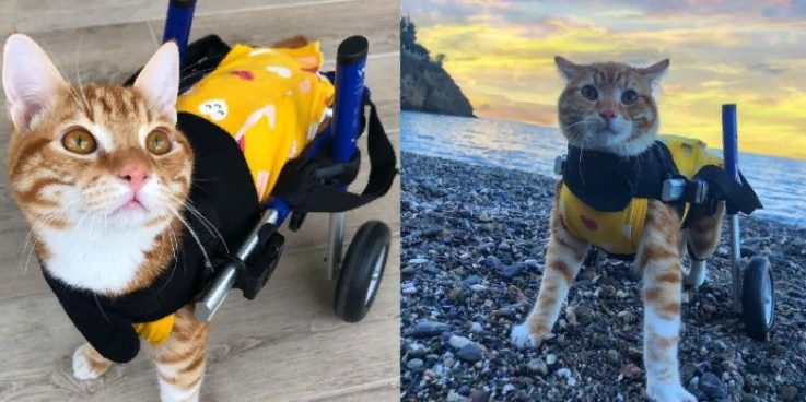 Ce chat en fauteuil roulant profite de la vie avec son propriétaire