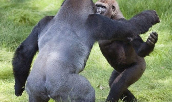 Un moment émouvant où deux gorilles s’embrassent après une longue séparation