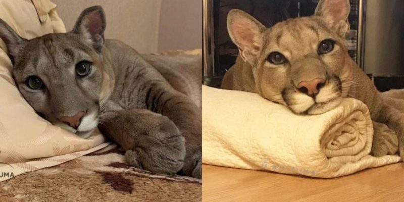 Une cougar sauvée ne peut pas être relâchée dans la nature, elle vit donc comme un chat domestique gâté