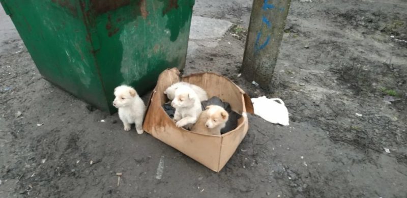 La seule chose que ces chiens abandonnés avaient était leur chenil en papier