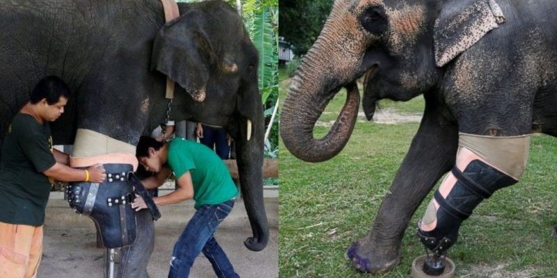 Un bébé éléphant reçoit une prothèse après avoir perdu une jambe