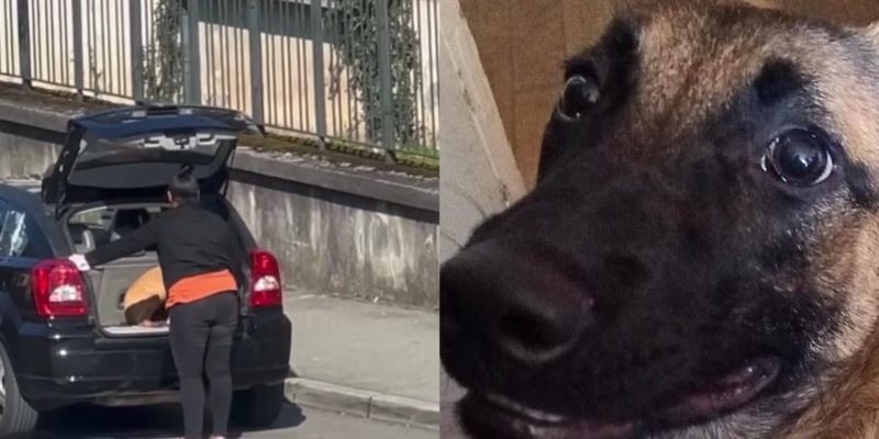 Une femme filmée en train de frapper son chien dans le coffre de sa voiture