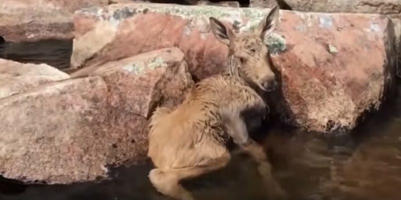 Des marins sauvent un bébé orignal piégé et le réunissent avec sa mère