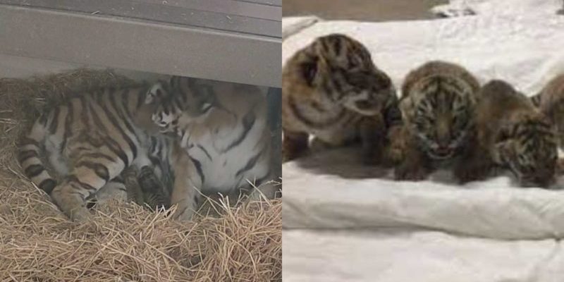 Une tigresse a donné naissance à trois bébés au zoo de Toronto après 104 jours de grossesse