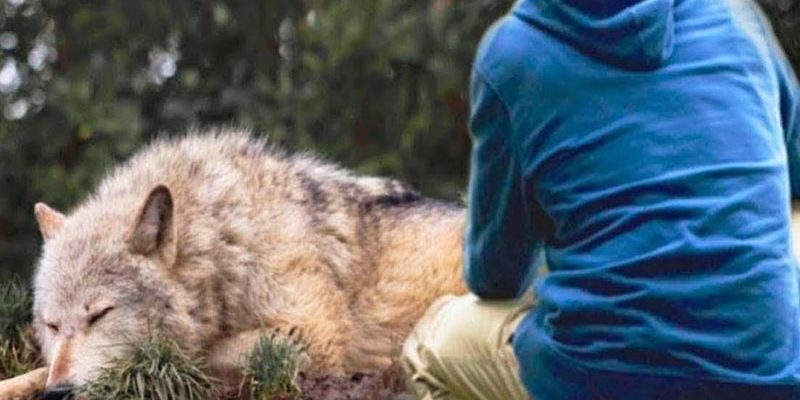 Un homme a sauvé une louve avec ses petits, mais 4 ans plus tard, le destin les a réunis à nouveau