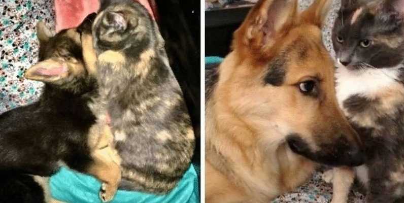 Le couple a essayé de trouver un foyer pour le chaton, mais leur chiot l’a serrée dans ses bras et ne l’a pas lâché