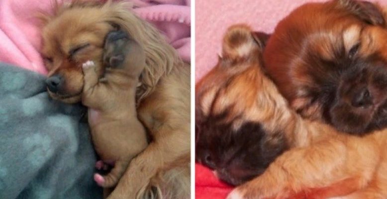 A woman saw an abandoned dog on the side of the road, the dog led her to save the lives of puppies