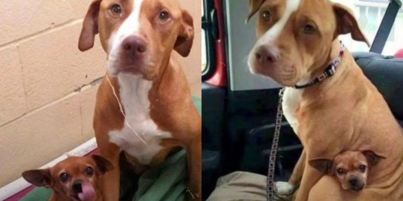 Un couple de chiens de refuge pleure si quelqu’un essaie de les séparer