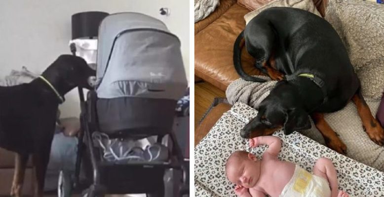 Lorsque le nouveau-né a commencé à pleurer, le Doberman a essayé de la calmer en lui donnant son jouet préféré