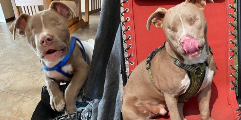 Un pitbull aveugle a pu changer la vie de sa famille grâce à son comportement positif et courageux